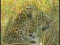 Leopard & Cubs
