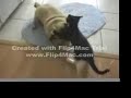 UFC Pug vs Kitty