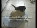 UFC Pug vs Kitty