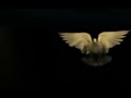 White dove