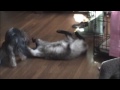 Yorkie vs. Siamese Cat Wrestling Match