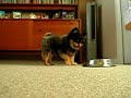 Spudgy gets a drink Spudgy gets a drink