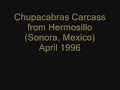 Chupacabras April 1996