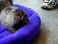 Pallas' cat kittens at 5.5 weeks