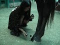 Horse Pedicure
