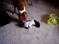 Silly pit Bull running with his Toy Puppy
