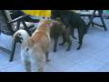 dogs