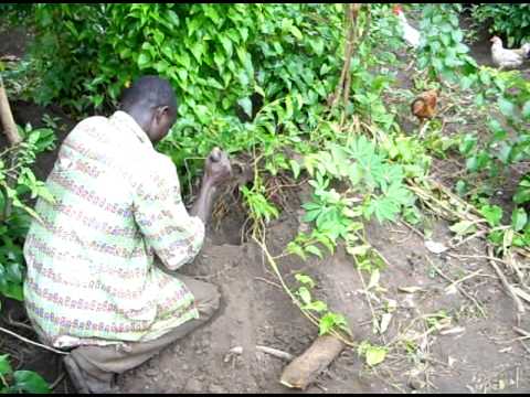 how to harvest yams