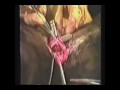 Factor Affecting Circulation and Respiratory in Dog: Chapter 1