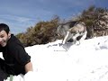 boston malamute