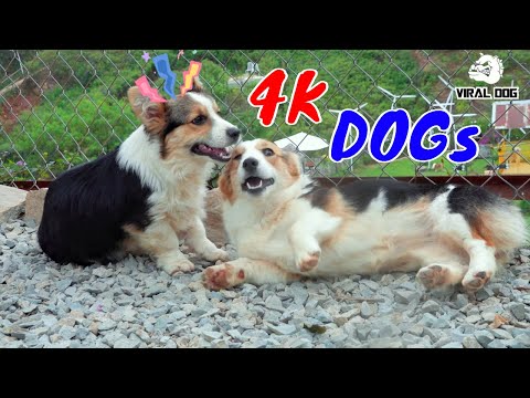 Hài Hước Thư Giãn Cùng Các Boss Cún Cưng Video 4K Tập 5