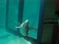 Beluga Beluga