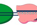 Citologia Transcripcion Eucariotas