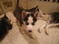 Ghuwara & Jetaime puppies 4