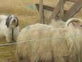 PON-herding-Icelandi