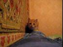 Dr. Watson (Cat)