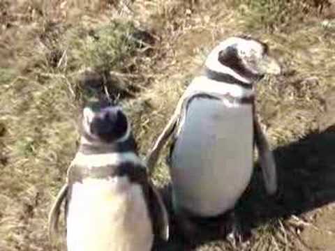 Penguins Magellan Strait