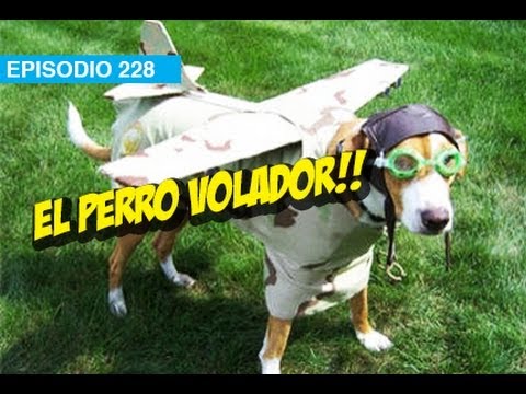 El Perro Volador! l whatdafaqshow.com
