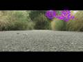 videos de c-walk in botanical gardens