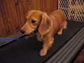 Marley on the tredmill Marley on the tredmill