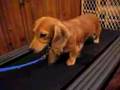Marley on the tredmill