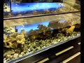 taking away the stress of maintaining your aquarium will bring back the enjoyment that fish keeping once brought you. the open bottom tank
advantages
) no more splashing salt water out from tank to mess up surrounding area
2) water evaporation cause by air pump reduced by 100%
3) waterfall can be constructed inside tank to create a stronger current
4) air flow can be increased as bubbling air only rise into top tank. all dried salt will fall back into tank.
5) free movement for fish to navigate between top and bottom tank
6) hiding space at bottom tank for the smaller fish. more coral can be added into lower tank 
7) dead fish if any can be easily removed from the bottom opening outlet without having to remove coral to reach them 
8) no fear on over flow filter as box filter is constructed inside lower tank
9) replacement or cleaning of sponge in box filter can be easily removed in the lower tank
10) changing of water in top tank is not require
11) cut down cost on salt due to no splasing water droplet cause by airpump, as air stone usually create air bubble that will mess up the exterior of the fish tank with salt.
12) very suitable for those busy people who have no time at all to maintain their tank yet love to keep one at home
13) waterpump will not run dry when partial change of water is in progress
14) easy to maintain
15) simplified
suggestions from viewer is most welcome to further improve this aquarium set-up.
* water is not clear as tank is setup only three days. more fish will be added two weeks later

waterpump for waterfall : 2000 litres per hour. *** marine fish love stronger current
any enquiry call mr. ho at 98584206 singapore or email hsk_7@hotmail.com