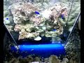 taking away the stress of maintaining your aquarium will bring back the enjoyment that fish keeping once brought you. the open bottom tank
advantages
) no more splashing salt water out from tank to mess up surrounding area
2) water evaporation cause by air pump reduced by 100%
3) waterfall can be constructed inside tank to create a stronger current
4) air flow can be increased as bubbling air only rise into top tank. all dried salt will fall back into tank.
5) free movement for fish to navigate between top and bottom tank
6) hiding space at bottom tank for the smaller fish. more coral can be added into lower tank 
7) dead fish if any can be easily removed from the bottom opening outlet without having to remove coral to reach them 
8) no fear on over flow filter as box filter is constructed inside lower tank
9) replacement or cleaning of sponge in box filter can be easily removed in the lower tank
10) changing of water in top tank is not require
11) cut down cost on salt due to no splasing water droplet cause by airpump, as air stone usually create air bubble that will mess up the exterior of the fish tank with salt.
12) very suitable for those busy people who have no time at all to maintain their tank yet love to keep one at home
13) waterpump will not run dry when partial change of water is in progress
14) easy to maintain
15) simplified
suggestions from viewer is most welcome to further improve this aquarium set-up.
* water is not clear as tank is setup only three days. more fish will be added two weeks later

waterpump for waterfall : 2000 litres per hour. *** marine fish love stronger current
any enquiry call mr. ho at 98584206 singapore or email hsk_7@hotmail.com
