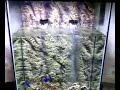 taking away the stress of maintaining your aquarium will bring back the enjoyment that fish keeping once brought you. the open bottom tank
advantages
) no more splashing salt water out from tank to mess up surrounding area
2) water evaporation cause by air pump reduced by 100%
3) waterfall can be constructed inside tank to create a stronger current
4) air flow can be increased as bubbling air only rise into top tank. all dried salt will fall back into tank.
5) free movement for fish to navigate between top and bottom tank
6) hiding space at bottom tank for the smaller fish. more coral can be added into lower tank 
7) dead fish if any can be easily removed from the bottom opening outlet without having to remove coral to reach them 
8) no fear on over flow filter as box filter is constructed inside lower tank
9) replacement or cleaning of sponge in box filter can be easily removed in the lower tank
10) changing of water in top tank is not require
11) cut down cost on salt due to no splasing water droplet cause by airpump, as air stone usually create air bubble that will mess up the exterior of the fish tank with salt.
12) very suitable for those busy people who have no time at all to maintain their tank yet love to keep one at home
13) waterpump will not run dry when partial change of water is in progress
14) easy to maintain
15) simplified
suggestions from viewer is most welcome to further improve this aquarium set-up.
* water is not clear as tank is setup only three days. more fish will be added two weeks later

waterpump for waterfall : 2000 litres per hour. *** marine fish love stronger current
any enquiry call mr. ho at 98584206 singapore or email hsk_7@hotmail.com