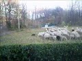 Sheepdog dietro casa mia!