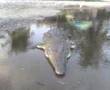 Supercroc