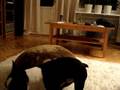 videos de grisen 