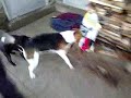 Jake and Shiloh Outside.3gp