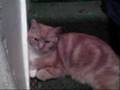 videos de My awesome animals x