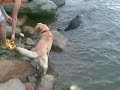 Shonik va in apnea