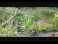 Click here to watch this video The Mallard Family