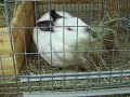Spazic Rabbit Spazic Rabbit