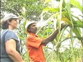 Farmer comments on Lear's attacks on his corn