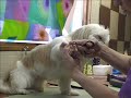 Sanitary Trimming for your pet Sanitary Trimming for your pet