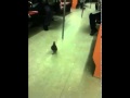 Ukázat Video
