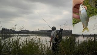 京王多摩川でオイカワ釣り、夏のごちそうをいただきます