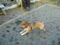 柴犬動画