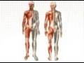 Musculoskeletal System