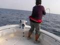 相模湾のキハダマグロ釣り