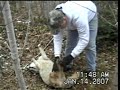 coyote snaring