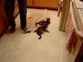 Kitten Floor Polish