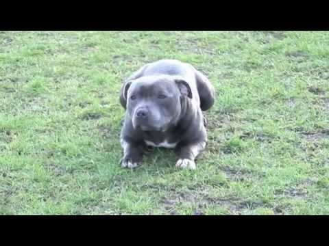 staffie