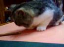 exotic cat funny kitten eat esotico cucciolo gattino exotic cat funny kitten eat esotico cucciolo gattino