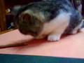 exotic cat funny kitten eat esotico cucciolo gattino
