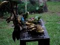 maritacas, sanhaços e saíras maritacas, sanhaços e saíras