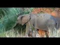 Il Divo Safari - Sud�frica 2007